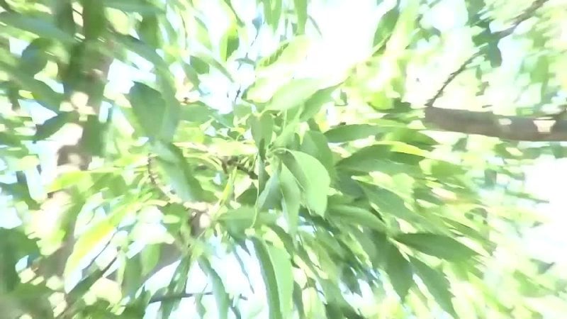 Gianna Michaels e Carmella Bing